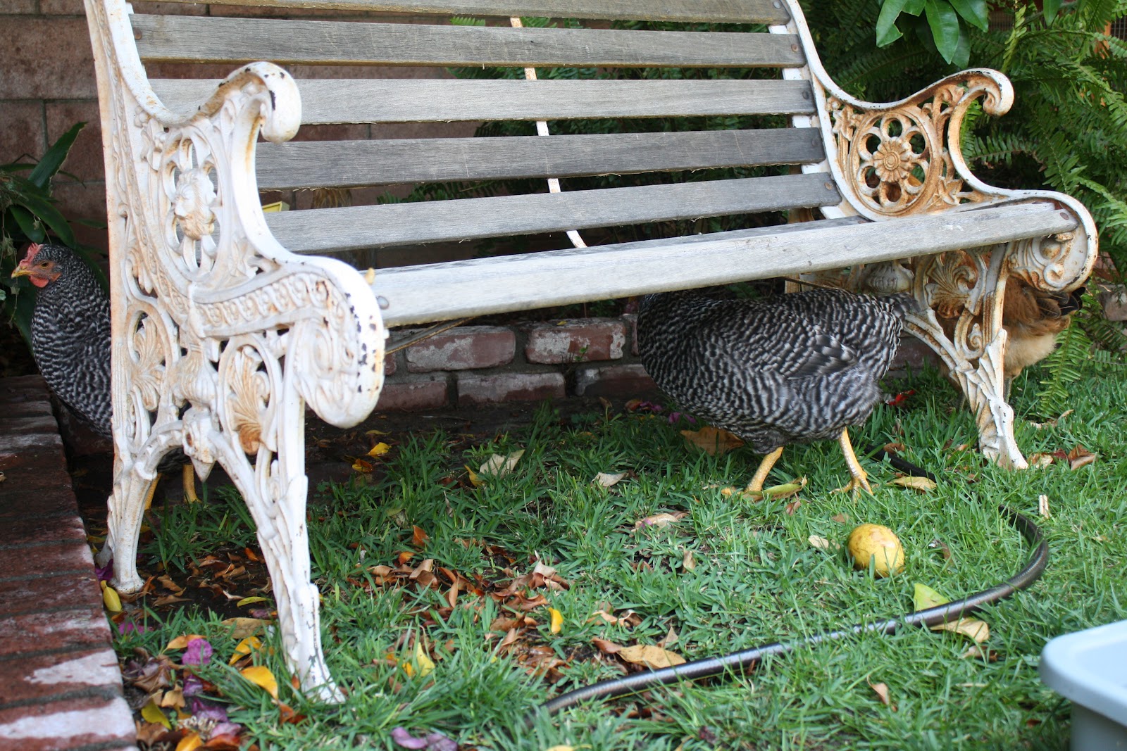 Sunny Simple Life How to Keep Chickens Cool in Hot Summer Temperatures